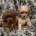 Cavapoo