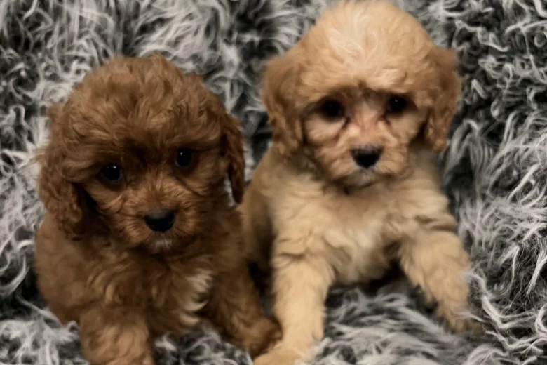 Cavapoo