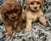 Cavapoo