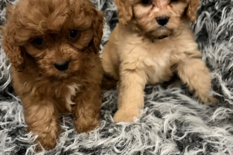 Cavapoo