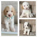 Cavapoo