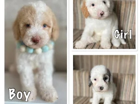 Cavapoo