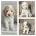 Cavapoo