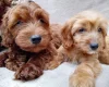Cavapoo