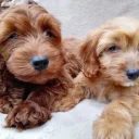 Cavapoo
