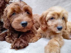 Cavapoo
