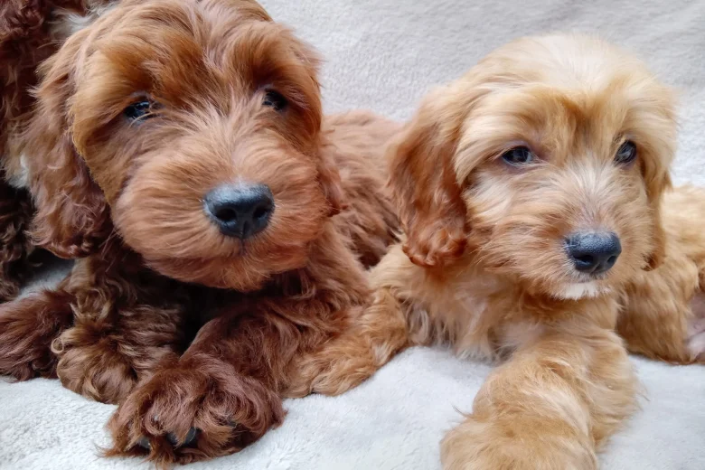 Cavapoo