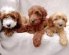Cavapoo