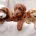 Cavapoo
