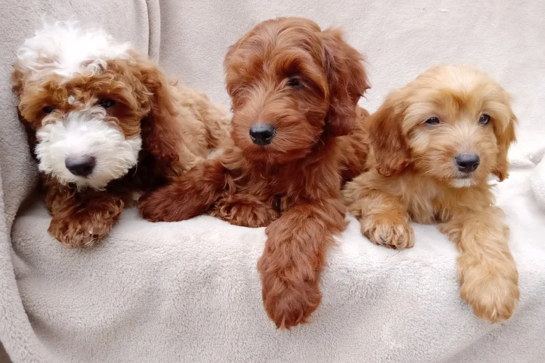 Cavapoo