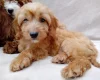 Cavapoo