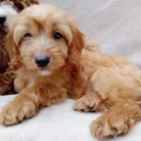 Cavapoo