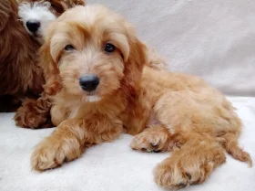 Cavapoo