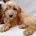 Cavapoo