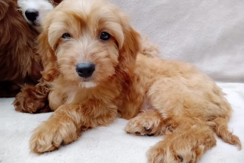 Cavapoo