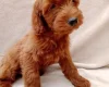 Cavapoo