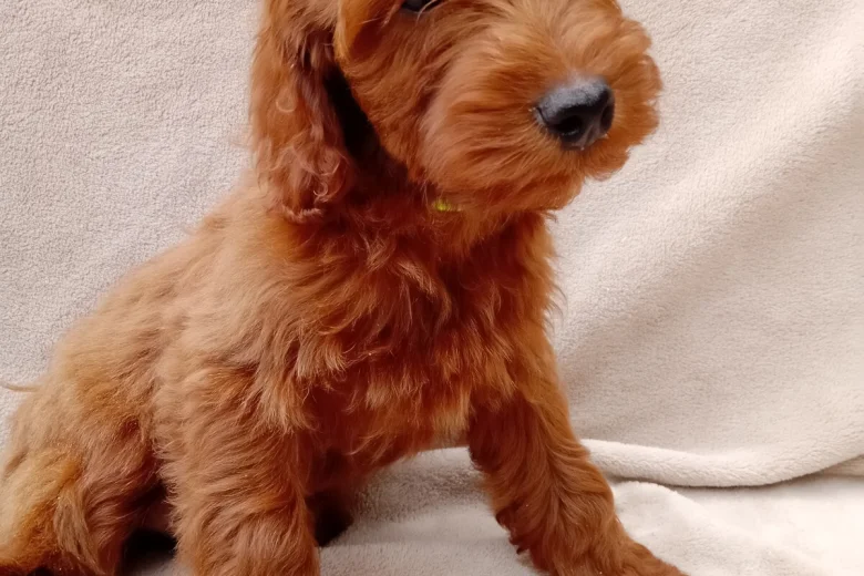 Cavapoo