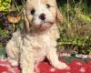 Cavapoo
