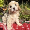 Cavapoo