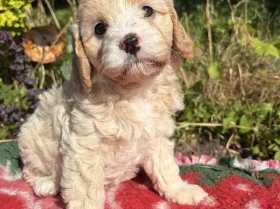 Cavapoo