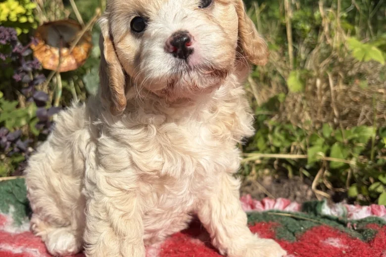 Cavapoo