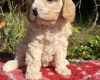 Cavapoo
