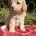 Cavapoo