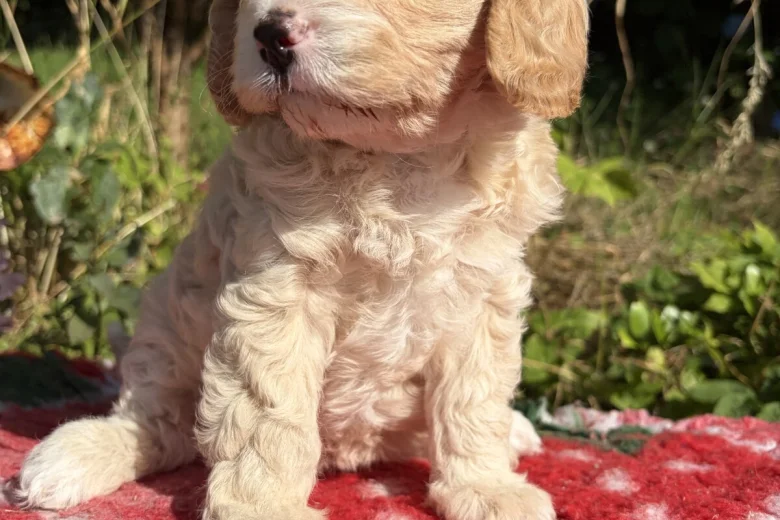 Cavapoo