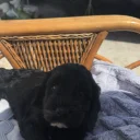 Cavapoo