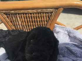 Cavapoo