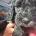 Cavapoo