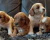 Cavapoo