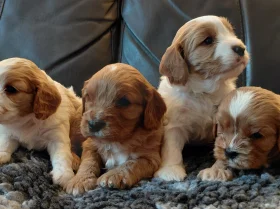 Cavapoo