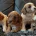 Cavapoo