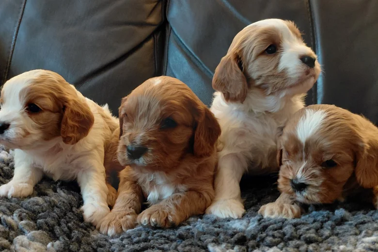 Cavapoo