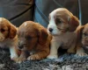 Cavapoo