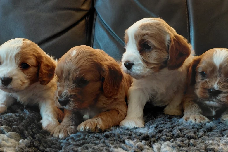Cavapoo