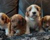 Cavapoo