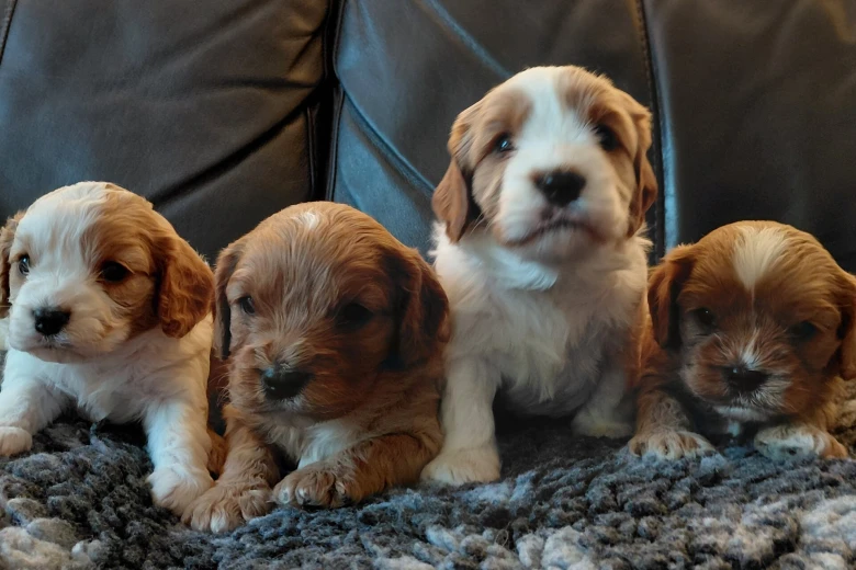 Cavapoo