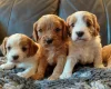Cavapoo