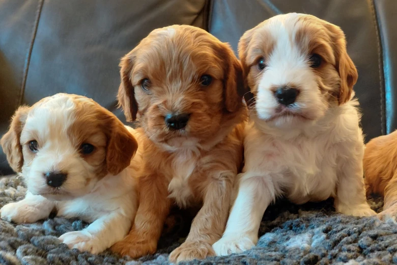 Cavapoo
