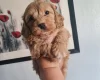 Cavapoo