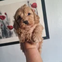 Cavapoo