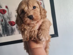 Cavapoo