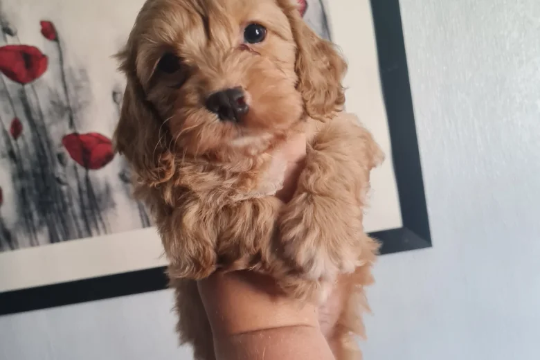 Cavapoo