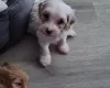 Cavapoo