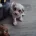 Cavapoo