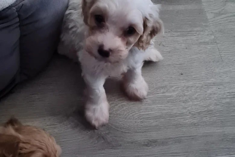 Cavapoo