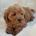 Cavapoo