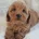 Cavapoo